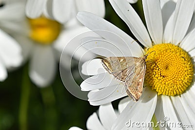 The butterfly of the meadow moth Loxostege sticticalis on a daisy in summer Stock Photo