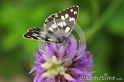 Butterfly Melanargia galathea on the orchid Dactylorhiza elata Lydia Stock Photo