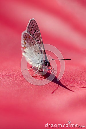 Butterfly Stock Photo