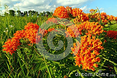 Butterfly Milkweed Asclepias tuberosa Stock Photo