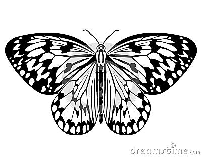 Butterfly, monochrome drawing in black and white, isolated tropical butterfly on white background Vector Illustration