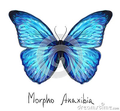 Butterfly Morpho Anaxibia. Watercolor imitation. Vector Illustration