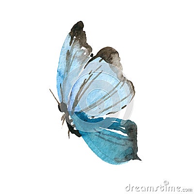 Watercolor Butterfly isolated on white background Hand painted Collection Stock Photo