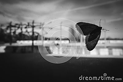 Butterfly or moth in Dachau Germany concentration camp Editorial Stock Photo