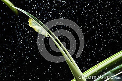 Butterfly moult Stock Photo