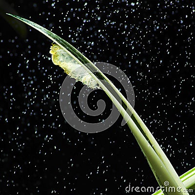 Butterfly moult Stock Photo