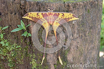 Butterfly is name Moon Moth or Maenas Silkmoth Stock Photo