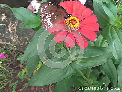 Butterfly natural beauty & cutness Stock Photo