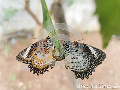 Butterfly natural breed spouse Stock Photo