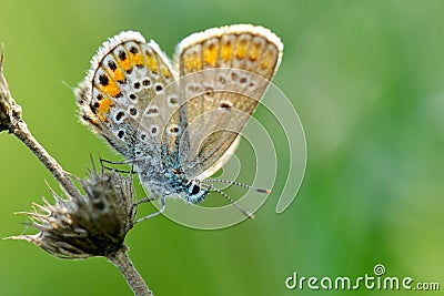 Butterfly in natural habitat (plebejus argus) Stock Photo