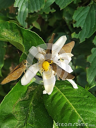 Butterfly natural white color flower lemom Stock Photo