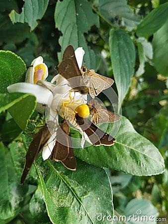 Butterfly natural white color flower lemom green Stock Photo