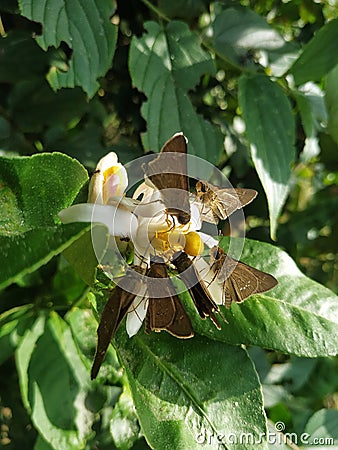 Butterfly natural white color flower lemom green Stock Photo