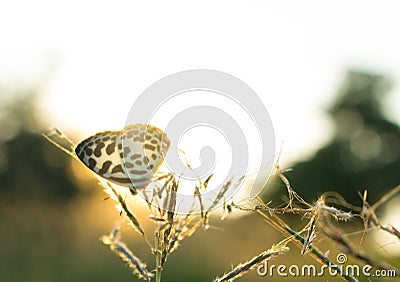 Butterfly and blur nature abstract background, sun light Stock Photo