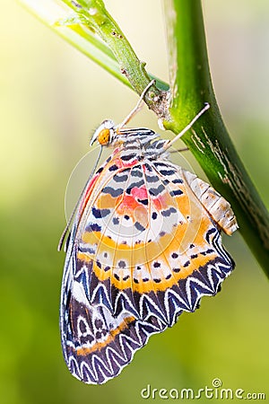 Male leopard lacewing Cethosia cyane euanthes butterfly Stock Photo