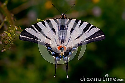 Butterfly, nature, flower, wild nature, butterflies dance, summer Stock Photo