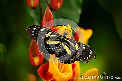 Butterfly in nature. Heliconius atthis, false zebra longwing buttrfly, on the flower bloom forest in the jungle, Costa Rica. Stock Photo