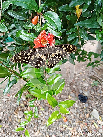 Butterfly , nature,insect Stock Photo