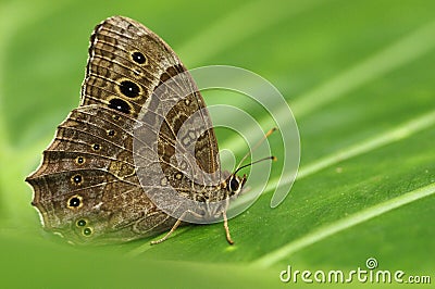 Butterfly, Neope muirheadi nagasawae, Nymphalidae in Taiwan, insect, Asia, nature Stock Photo