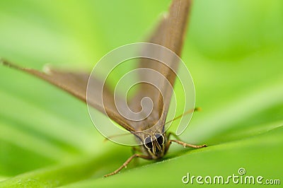 Butterfly, Neope muirheadi nagasawae, Nymphalidae in Taiwan, insect, nature Stock Photo