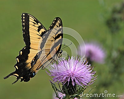 Butterfly No2 Stock Photo
