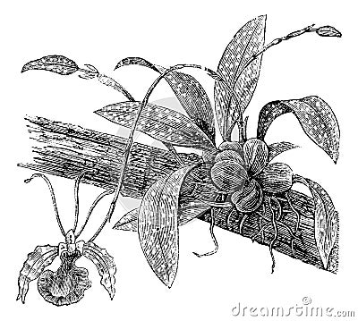 Butterfly Oncidium or Oncidium Papilio, vintage engraving Vector Illustration