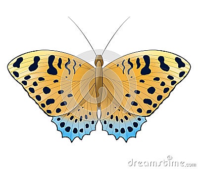 butterfly orange blue grey with spots isolated on white background Stock Photo