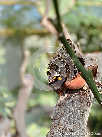 Butterfly on an orange with multi-colored wings sits on a tree branch in the park Stock Photo