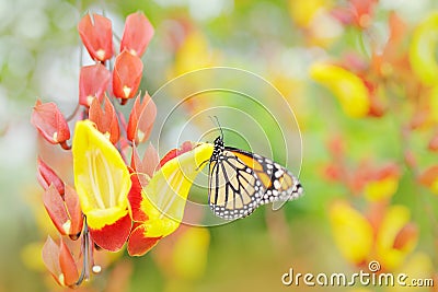 Butterfly in orange flowers. Monarch, Danaus plexippus, butterfly in nature habitat. Nice insect from Mexico. Art view of nature. Stock Photo