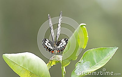 Butterfly on Orange Tree Leaf Stock Photo
