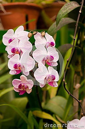 Butterfly orchid Stock Photo