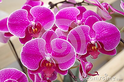 Butterfly Orchid Stock Photo