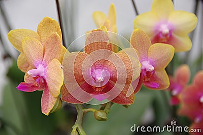 Butterfly Orchid Stock Photo