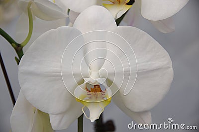 Butterfly Orchid Stock Photo