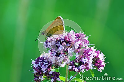 A butterfly on the origano flower Stock Photo