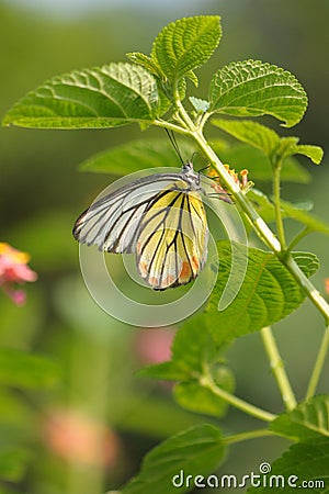 Butterfly (painted jezebel) Stock Photo
