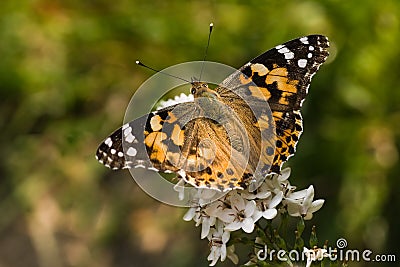 Butterfly painted lady on gooseneck loosestrife Stock Photo