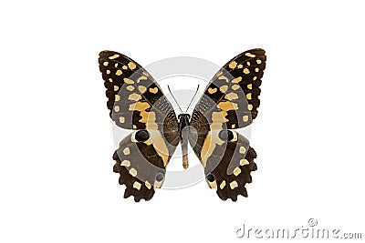Butterfly papilio demodocus isolated Stock Photo