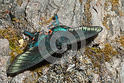 Butterfly (Papilio maackii f. raddei) 4 Stock Photo