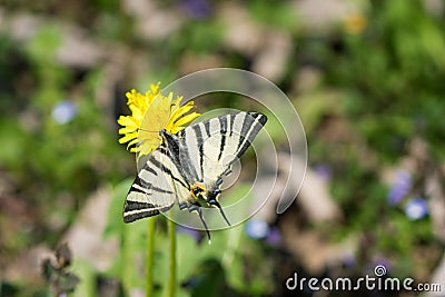 Butterfly Papilio machaon, common white swallowtail standing on yellow flower. Stock Photo
