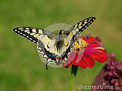 Butterfly Papilio machaon Stock Photo