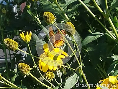 Butterfly Stock Photo