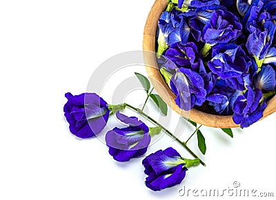 butterfly pea flower or blue pea isolated on white , Stock Photo