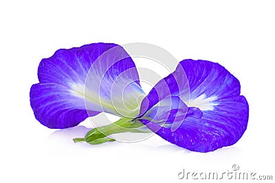 Butterfly pea,blue pea,clitoria ternatea or aparajita flower Stock Photo