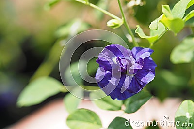 Butterfly pea, Blue pea, Clitoria ternatea blossoming Stock Photo