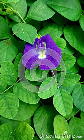 butterfly pea flower blooming early morning around fresh green leaves Stock Photo