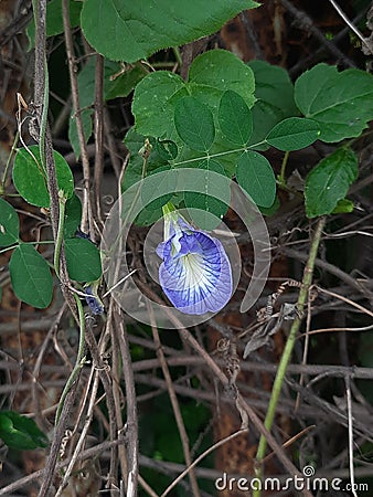 Butterfly pea flower or blue pea, bluebellvine , cordofan pea, clitoria ternatea with green leaf Stock Photo