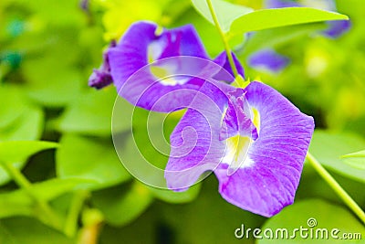 Butterfly pea flower, Pigeonwings. Bluebellvine, Blue pea, Darwin pea, Cordofan pea. Clitoria ternatea Stock Photo