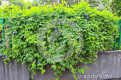 Butterfly pea flower, a spesies of Pigeonwings. A.k.a Asian pigeonwings, Bluebellvine, Cordofan pea. Clitoria ternatea Stock Photo