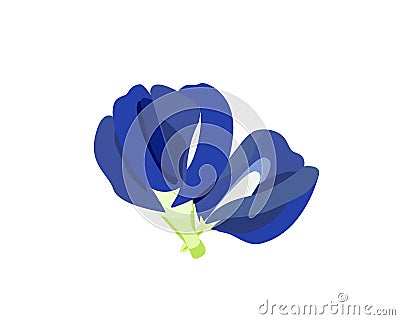 Butterfly pea flower vector illustration. Vector Illustration